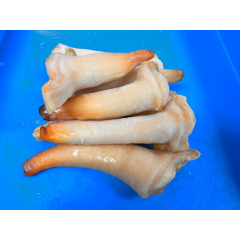 象拔蚌仔