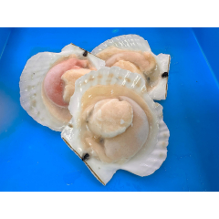 半殼扇貝(大)kg
