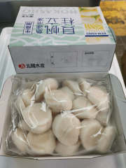 26/30元貝帶子(1KG)